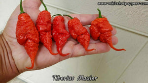 Tiberius Mauler - Pepper Seeds - White Hot Peppers