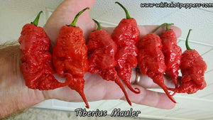 Tiberius Mauler - Pepper Seeds - White Hot Peppers