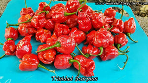 Trinidad Scorpion - Pepper Seeds - White Hot Peppers