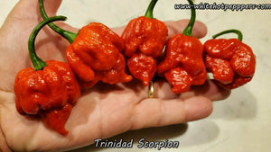 Trinidad Scorpion - Pepper Seeds - White Hot Peppers