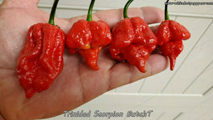 Trinidad Scorpion ButchT - Pepper Seeds - White Hot Peppers