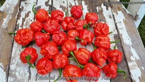 Trinidad Scorpion Moruga Red - Pepper Seeds - White Hot Peppers