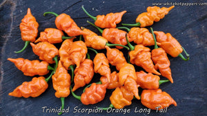 Trinidad Scorpion Orange Long Tail - Pepper Seeds - White Hot Peppers