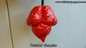 Trinidad Scorpion - Pepper Seeds - White Hot Peppers