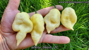 White Ghost JC - Pepper Seeds - White Hot Peppers