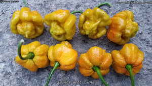 White Hot Lime - Pepper Seeds - White Hot Peppers