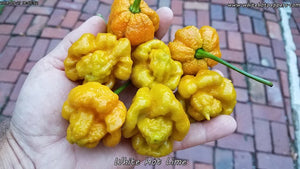 White Hot Lime - Pepper Seeds - White Hot Peppers