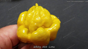 White Hot Lime - Pepper Seeds - White Hot Peppers