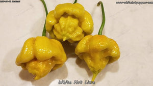 White Hot Lime - Pepper Seeds - White Hot Peppers