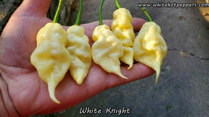 White Knight - Pepper Seeds - White Hot Peppers