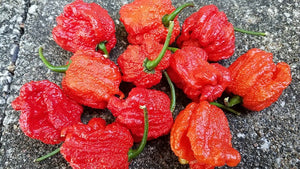 WHP 006 - Pepper Seeds - White Hot Peppers