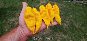 Yellow Ghost - Pepper Seeds - White Hot Peppers