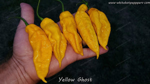 Yellow Ghost - Pepper Seeds - White Hot Peppers