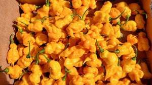 Yellow Ghost Scorpion - Pepper Seeds - White Hot Peppers