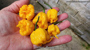 Yellow Reaper - Pepper Seeds - White Hot Peppers