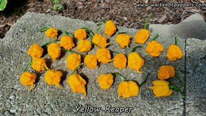 Yellow Reaper - Pepper Seeds - White Hot Peppers