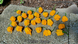 Yellow Reaper - Pepper Seeds - White Hot Peppers