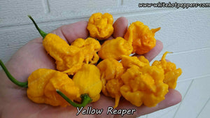 Yellow Reaper - Pepper Seeds - White Hot Peppers