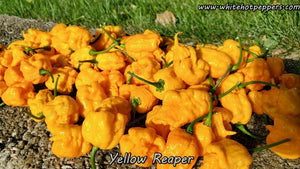 Yellow Reaper - Pepper Seeds - White Hot Peppers