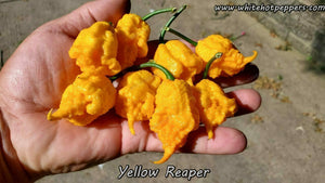 Yellow Reaper - Pepper Seeds - White Hot Peppers