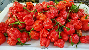 Zing - Pepper Seeds - White Hot Peppers