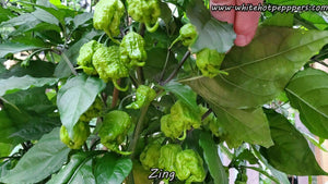 Zing - Pepper Seeds - White Hot Peppers