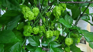 Zing - Pepper Seeds - White Hot Peppers