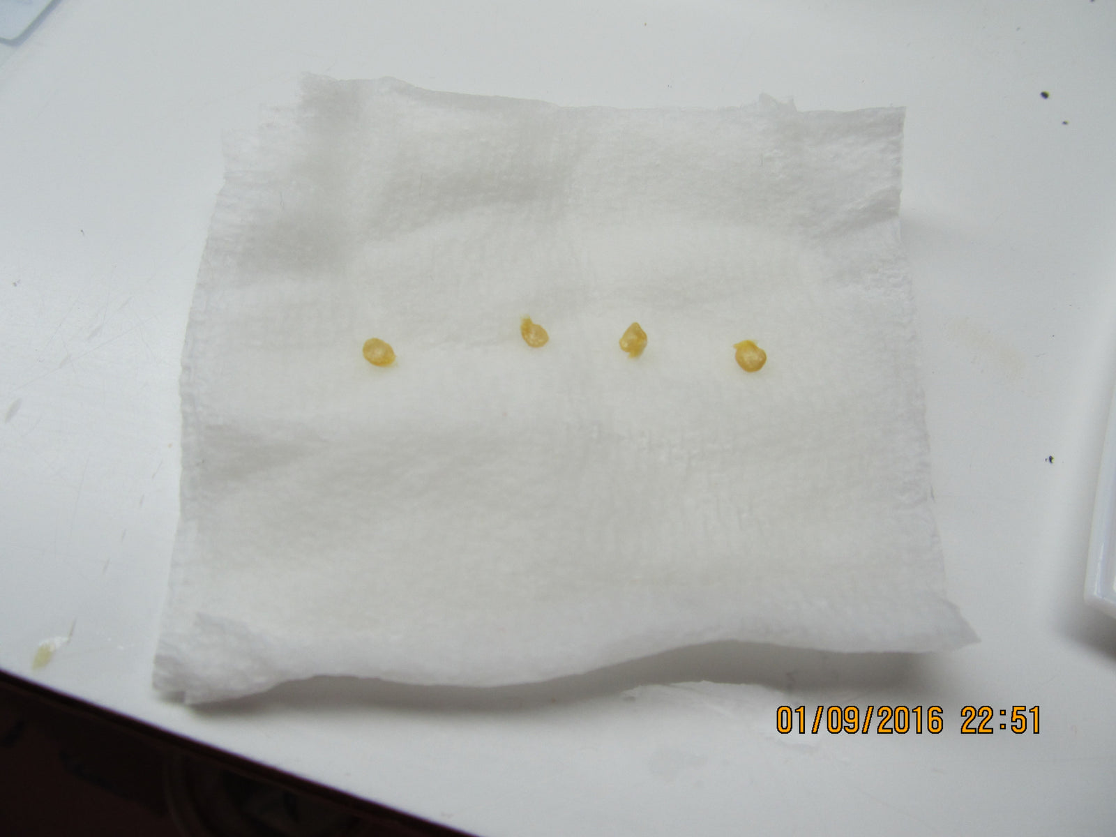 Growing Hot Peppers from Seed:  Starting Pepper seeds using paper towel in bag method