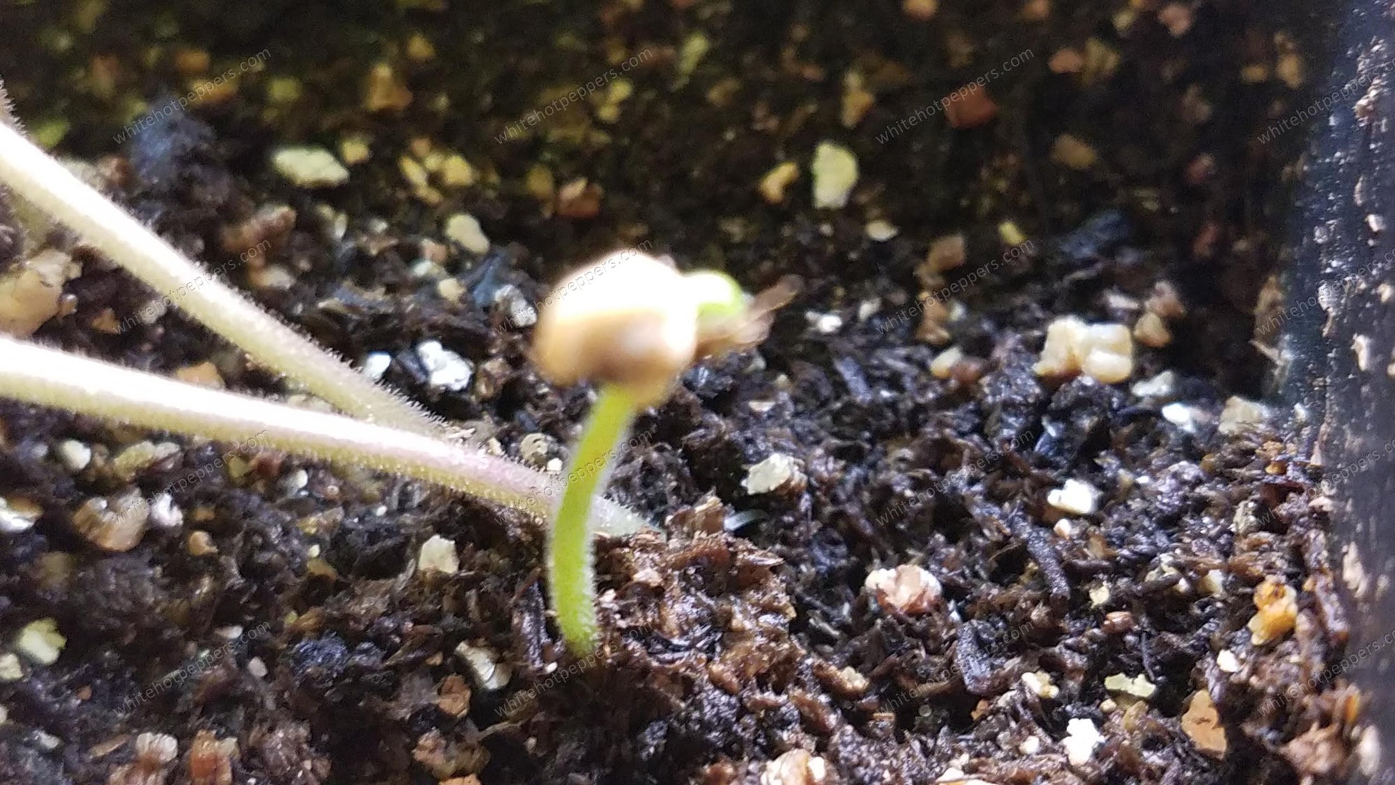 Pepper Seedling Helmet Head