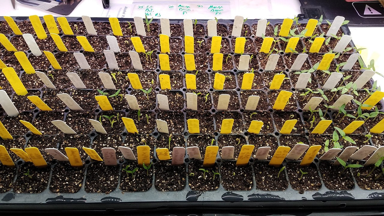 Growing Hot Peppers from Seed: Starting Hot Pepper Seeds