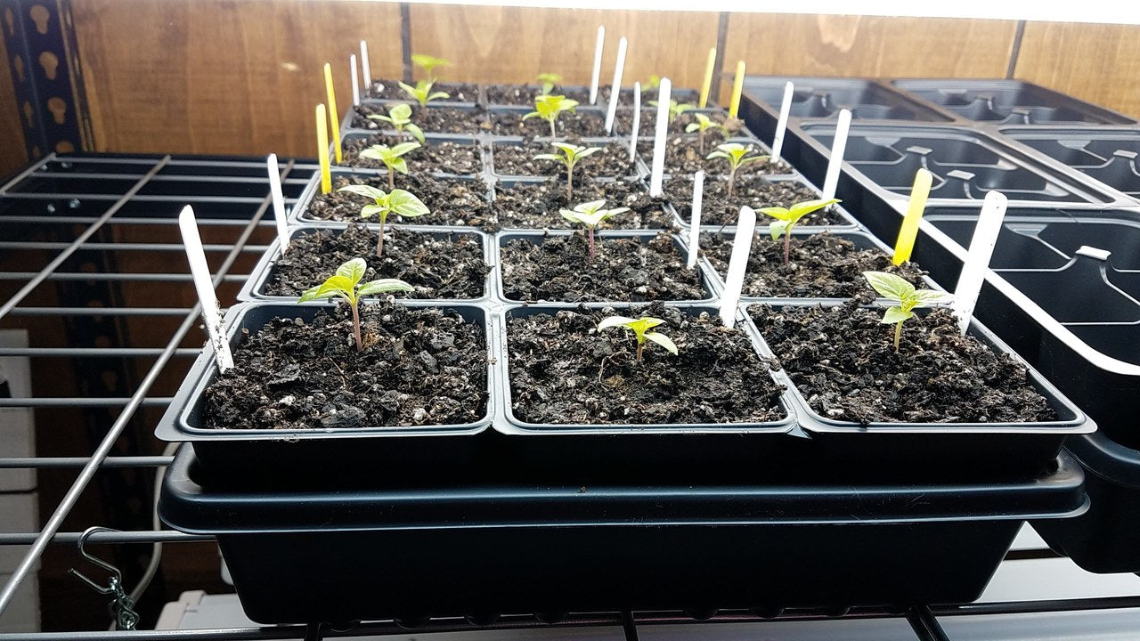 Growing Hot Peppers from Seed:  Potting up Pepper Seedlings