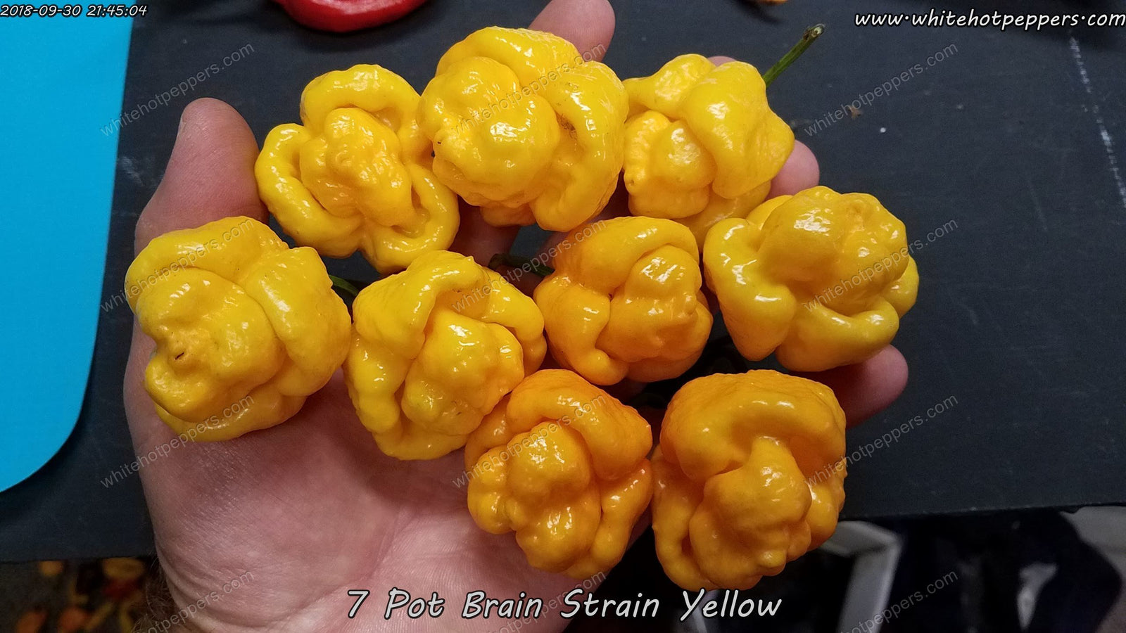 Hot Pepper Seeds - Capsicum Chinense