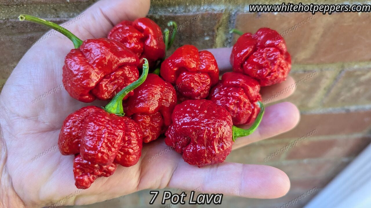 7 Pot Lava - Pepper Seeds - White Hot Peppers