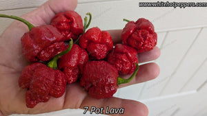 7 Pot Lava - Pepper Seeds - White Hot Peppers