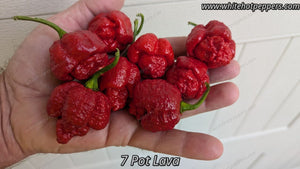 7 Pot Lava - Pepper Seeds - White Hot Peppers
