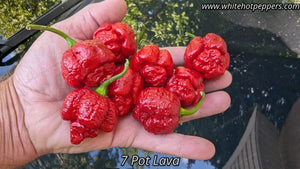 7 Pot Lava - Pepper Seeds - White Hot Peppers
