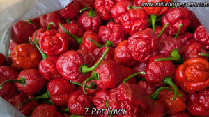 7 Pot Lava - Pepper Seeds - White Hot Peppers
