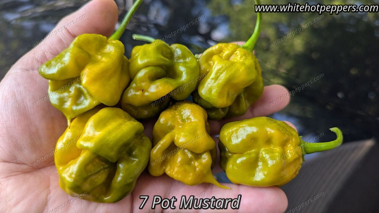 7 Pot Mustard - Pepper Seeds - White Hot Peppers