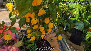 7 Pot Silva Yellow - Pepper Seeds - White Hot Peppers
