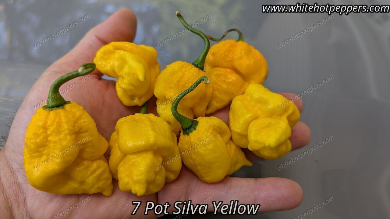 7 Pot Silva Yellow - Pepper Seeds - White Hot Peppers