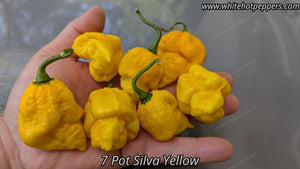 7 Pot Silva Yellow - Pepper Seeds - White Hot Peppers