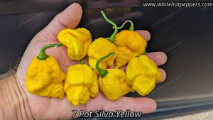 7 Pot Silva Yellow - Pepper Seeds - White Hot Peppers