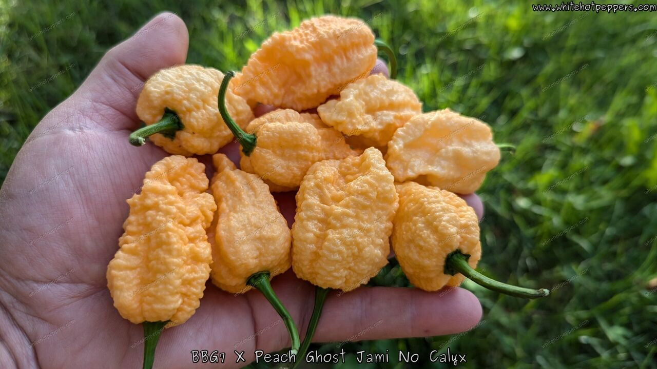 BBG7 x Peach Ghost Jami (No Calyx) - Pepper Seeds - White Hot Peppers