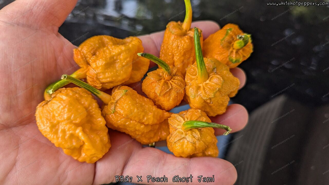 goujin 超超特大鉢　BOTANIZE コラボ　spicy gem 7 Pot Bubblegum (BBG7) x Peach Ghost Jami - White Hot Peppers LLC