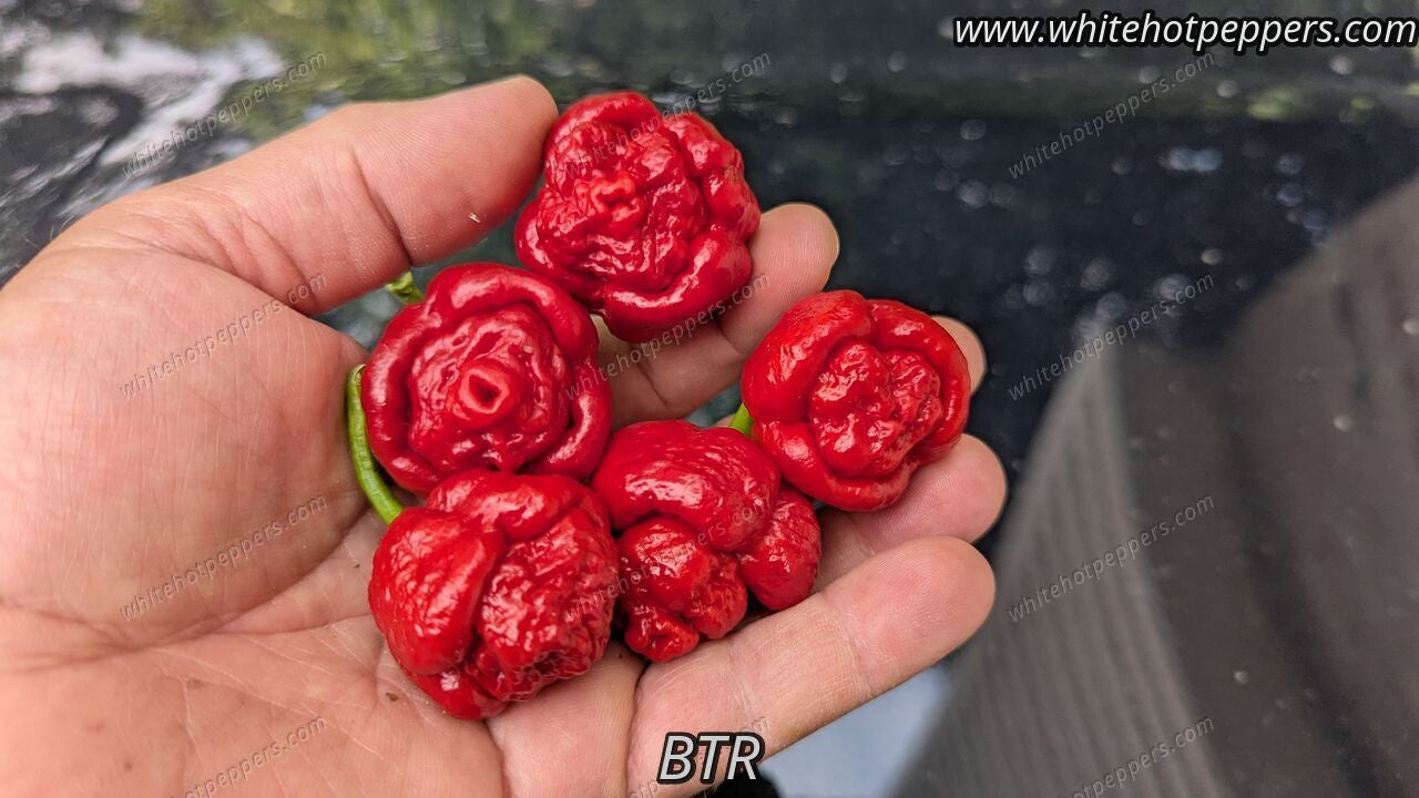 BTR - Pepper Seeds - White Hot Peppers