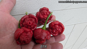 BTR - Pepper Seeds - White Hot Peppers