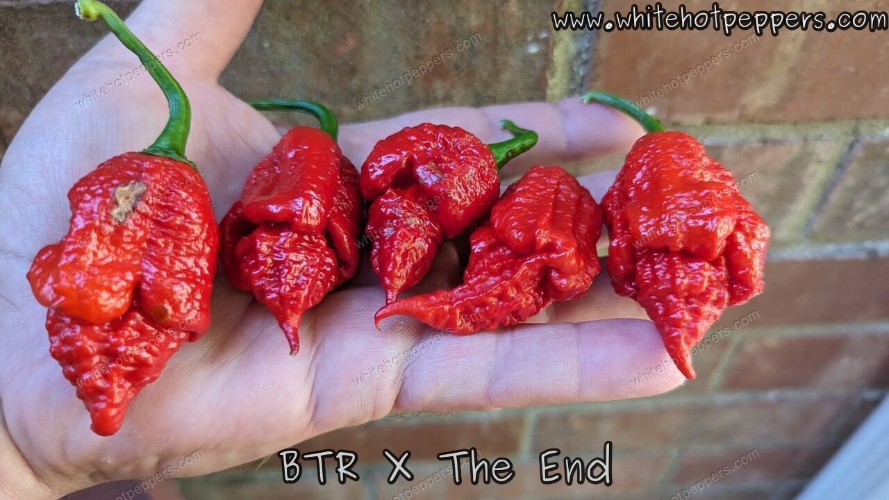BTR x The END - Pepper Seeds - White Hot Peppers