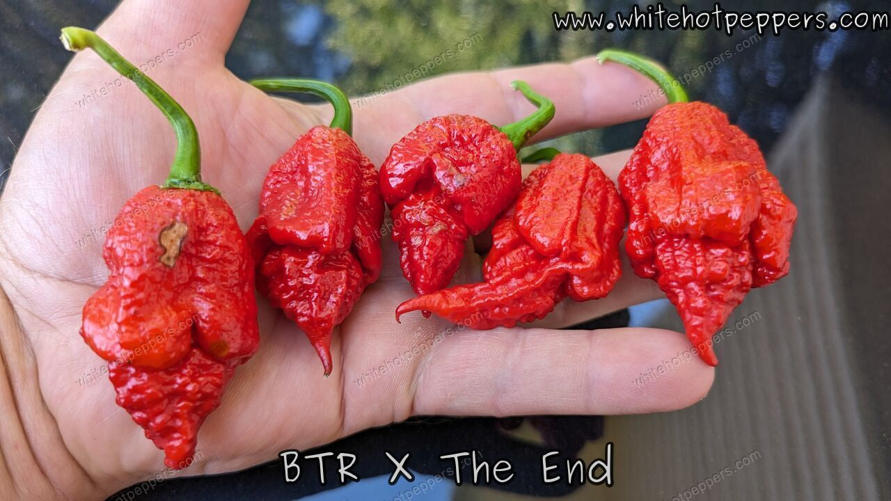 BTR x The END - Pepper Seeds - White Hot Peppers