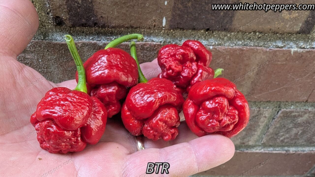 BTR - Pepper Seeds - White Hot Peppers