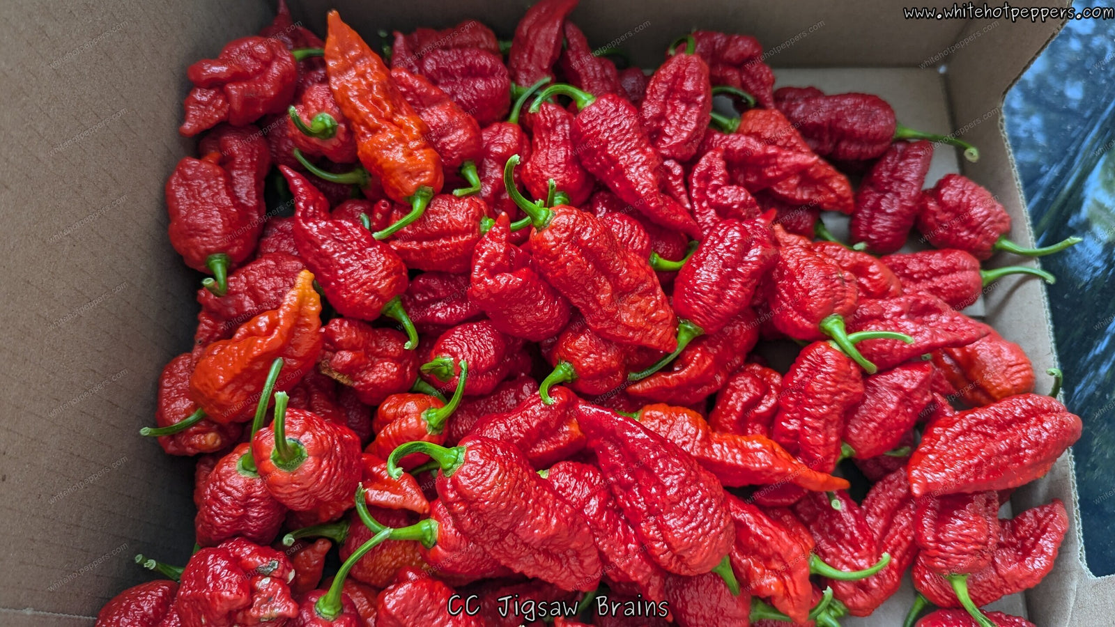 CC Jigsaw Brains - Pepper Seeds - White Hot Peppers